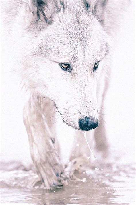 Freeios7 White Wolf Parallax Iphone Wallpaper Download Wallpapers