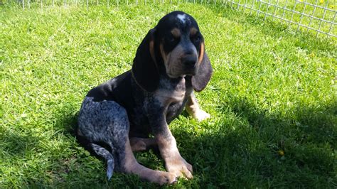 Find a bluetick coonhound puppy from reputable breeders near you and nationwide. Bluetick Coonhound puppies for sale Ontario