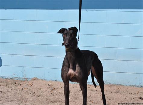 For thousands of years, greyhounds have been bred to hunt by sighting and then outrunning their prey. Greyhounds As Pets - Jacksonville, FL - Adopt Me!