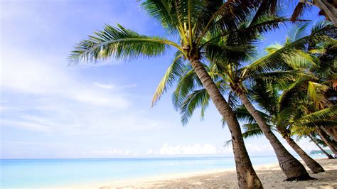Wallpaper Coast Sea Island Palm Trees Beach 1920x1080 Full Hd