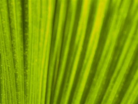 Free Photo Palm Leaf Background Abstract Nature Texture Free