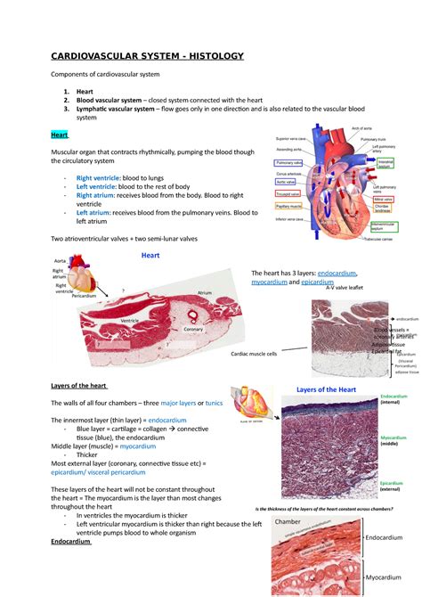 Cardiovascular System Histology CARDIOVASCULAR SYSTEM HISTOLOGY Components Of
