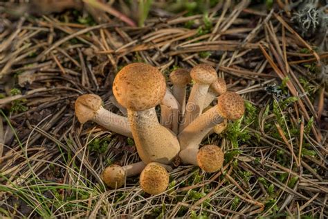 Armillaria Mellea Northern Honey Mushrooms Is Edible Wild Fungus