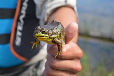 There was a frog which swallowed . The Quetico Foundation - 07-09-catching-frogs-to-swab-for ...