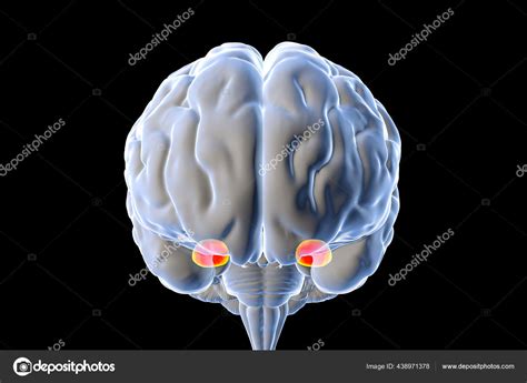 Amygdala Also Known Corpus Amygdaloideum Brain Illustration Two Almond