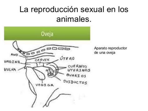 La Reproducción Animal