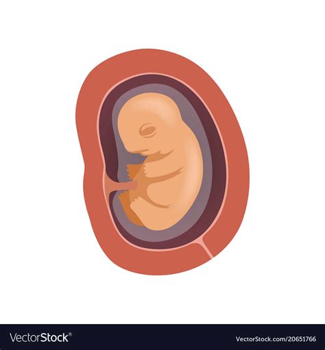 Human Fetus Inside The Womb 3 Month Stage Vector Image