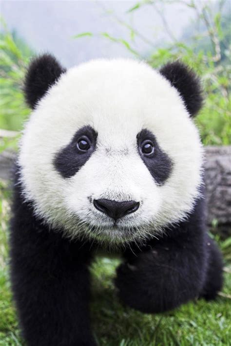 I Want One Imagenes De Osos Panda Pandas Panda