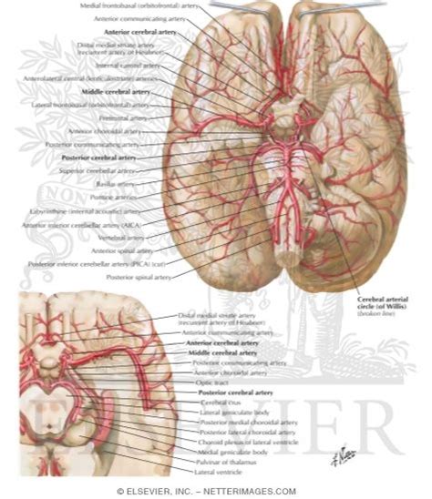 As well as providing new insights into the. Arteries at the Base of the Brain