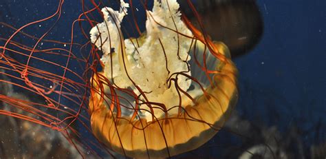 Voyager How Are Jellyfish Connected To Climate Change Scripps