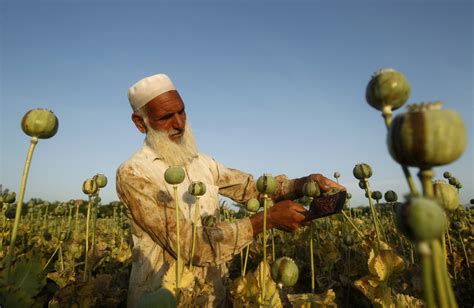 Opium Poppy Cultivation Hits All Time High In Afghanistan
