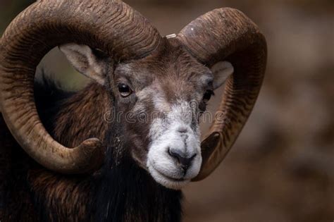 Portrait Of A Sheep European Mouflon Of Corsica Stock Photo Image Of
