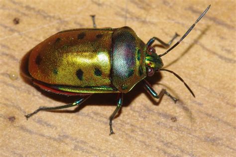 Faça sua escolha entre diversas cenas semelhantes. Shield backed bug | アニマル, 蜘蛛