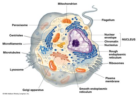 Both cell types also have plant cells don't have centrioles like animal cells do. Magazine Life Sciences