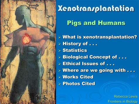 Ppt Xenotransplantation Powerpoint Presentation Free Download Id