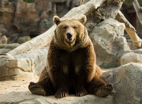 Brown Bear — Stock Photo © Maverickette 1131629