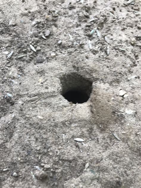 My Backyard Has Several Holes Like This About The Size Of A Quarter