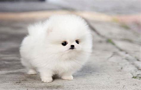 Why Are Teacup Puppies So Small