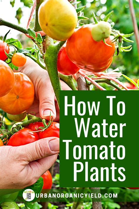 Spacing tomato plants any closer than 24 inches (61 cm.) will reduce air circulation around the plants and may result in disease. Guide on How To Water Tomato Plants | Planting vegetables ...