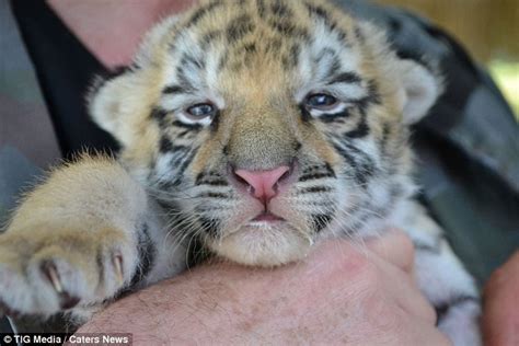 The Hilarious Moment A Newborn Rare White Tiger Cub Attempts Her First