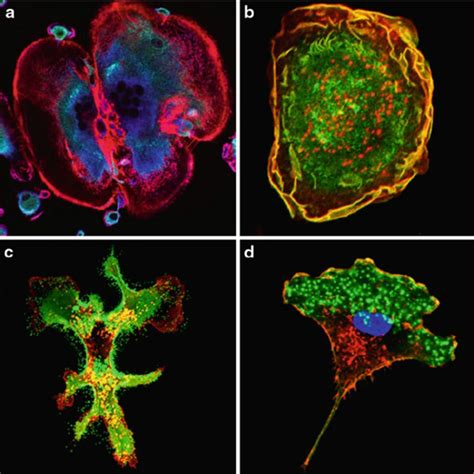 Laser Scanning Confocal Fluorescence Microscopy Images Of Mammalian