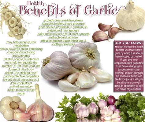 Natural Health Health Benefits Of Garlic