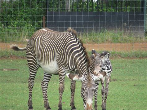 Baby Zebra 얼룩말