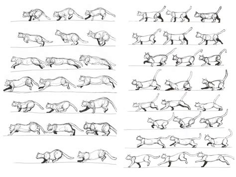 Paula Davey Animation Module Cat Movement