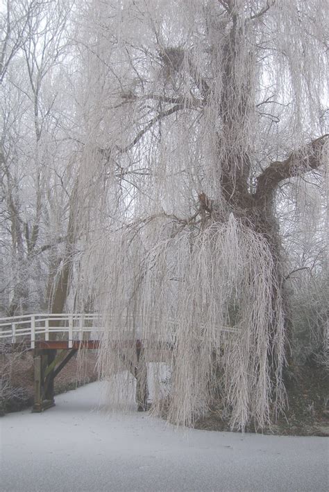 Weeping White Willow Tree Danforth1 Flickr