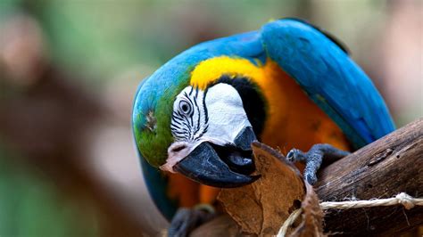 Wallpaper Parrot Bird Colorful Beak Hd Picture Image