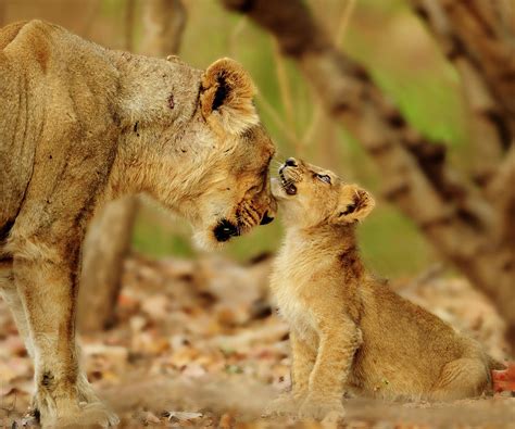 Lioness And Cub Photograph By Narasimhan Fine Art America