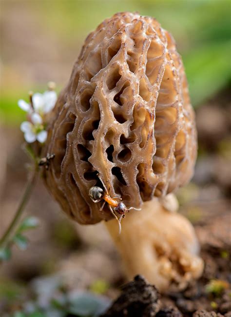 Robin Loznak Photography: Morel mushrooms
