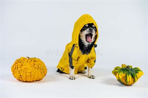 Perro Chihuahua Gritando En Un Impermeable Amarillo Con Calabazas