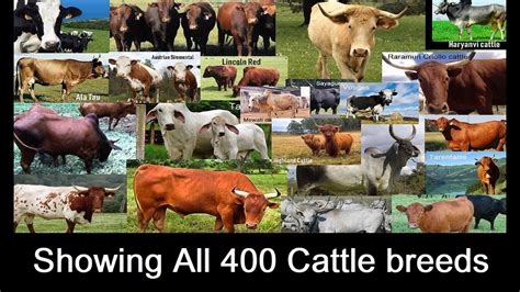 all 400 cattle breeds showing all cow breeds in the world a to z youtube