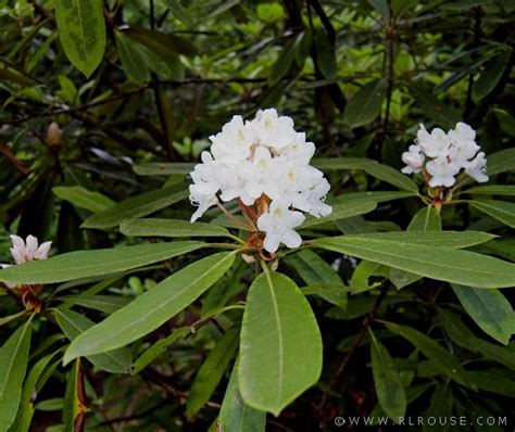 Mountain Laurel Blossoms
