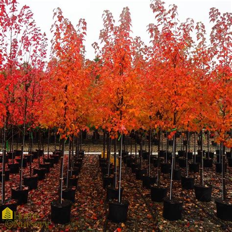 Acer Rubrum Autumn Flame Red Maple From Home Nursery