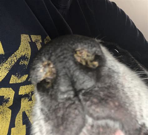 Help Dog Has Crusty Nose Muffled Breathing Pets