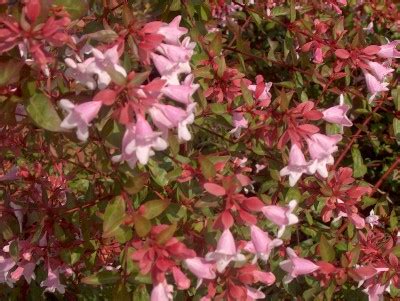 1 glossy abelia semi evergreen small, glossy, simple leaf. Abelia Tree (Abelia x grandiflora) - Knowledge Base ...