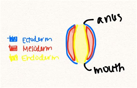 The largest difference between protostomes and deuterostomes is the order of development. Protostome vs Deuterostome Development - Animal Physiology ...