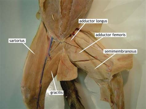 Adductor Longus Adductor Femoris Semimembranosus Gracilis