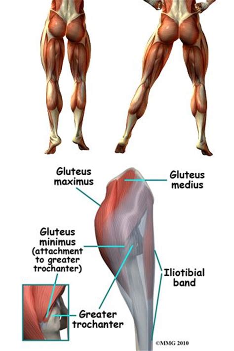 The three muscles originate from the ilium and sacrum and insert on the femur. Pinterest • The world's catalog of ideas