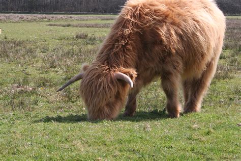 Standard miniature cows range from 36 to 42 inches. more long-haired cattle | bluepepper1973 | Flickr