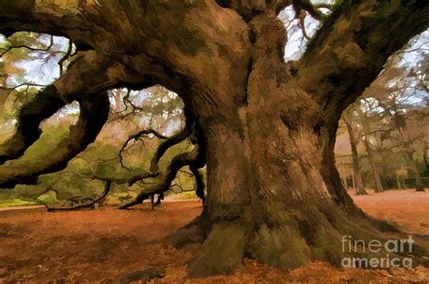 Angel Oak Tree Photograph By Sharon Seaward Fine Art America