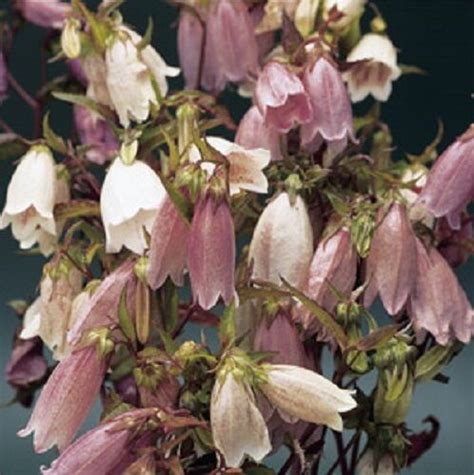 Shop proflowers® today & deliver fresh flowers, gourmet gift baskets or an indoor plant! 40+ HEIRLOOM CAMPANULA TAKESIMANA"CANTERBURY BELLS ...