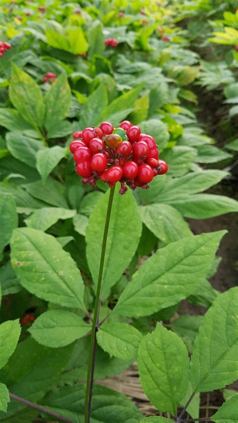 OFA letter regarding recovery strategies for American ginseng | Ontario ...