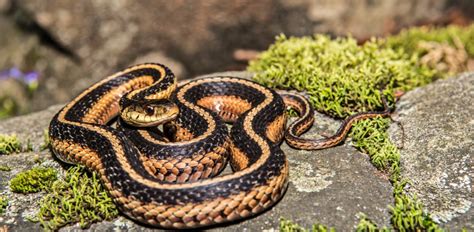 Non Venomous Vs Venomous Snakes In Virginia Id Guide