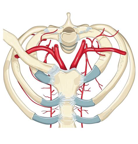 Subclavian Artery E Anatomy Imaios