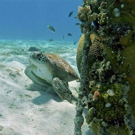 Sea Turtle Underwater World Ocean Life Deep Sea