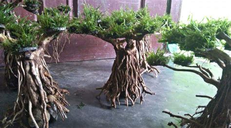 Dan keduanya memiliki harga kayu yang berbeda. 10 Jenis Kayu Aquascape yang Sering Digunakan dan Mudah ...