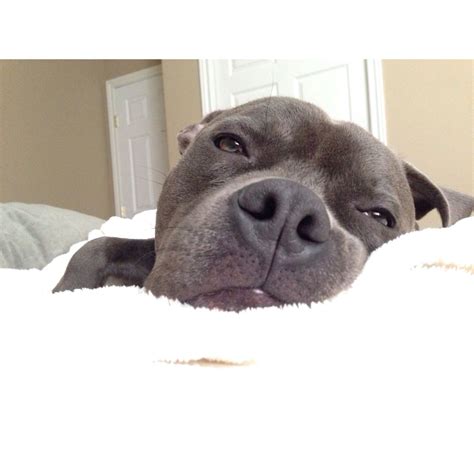 Why Do Pit Bulls Love To Cuddle